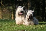 SKYE TERRIER 043